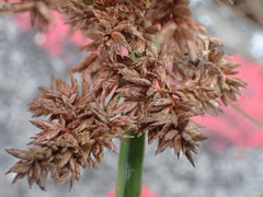Cyperus javanicus