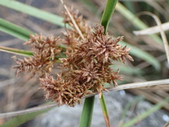 Cyperus javanicus