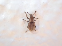 Sitona lepidus