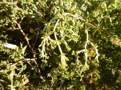 Galium tomentosum