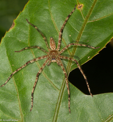 Heteropoda boiei