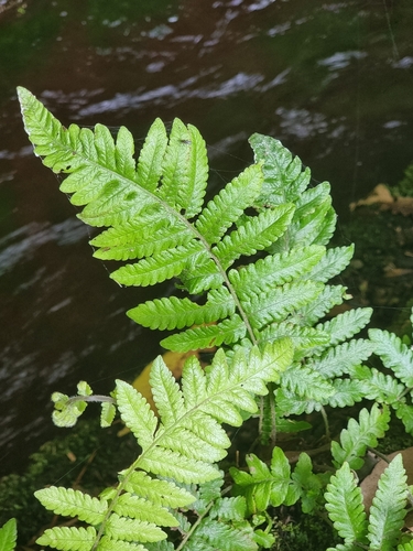 Leptogramma pozoi image