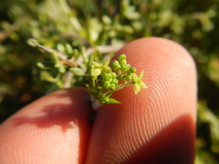 Galium tomentosum