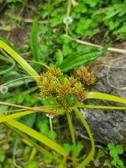 Cyperus eragrostis image