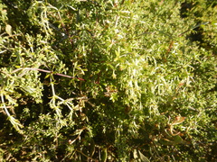 Galium tomentosum