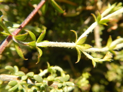 Galium tomentosum