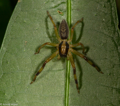 Thelcticopis