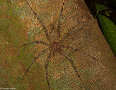 Heteropoda boiei