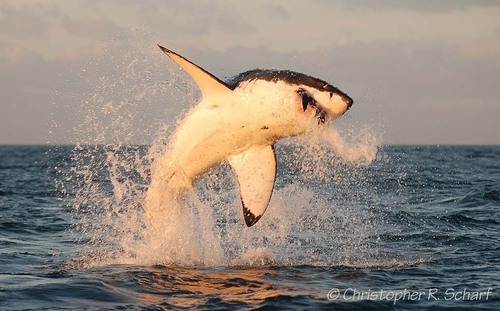 Great White Shark, photo 7 of 7