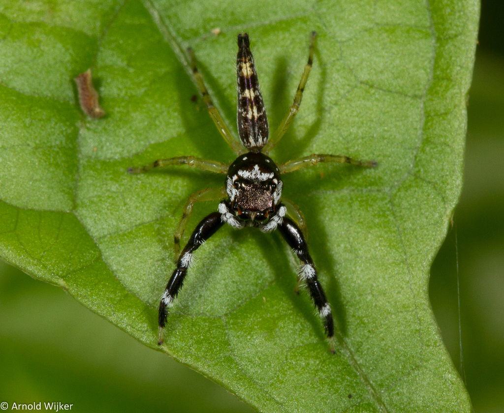 Bavia capistrata