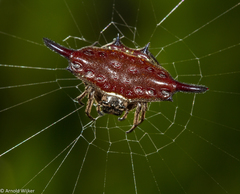 Gasteracantha diardi