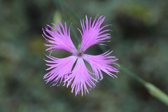 Dianthus pygmaeus