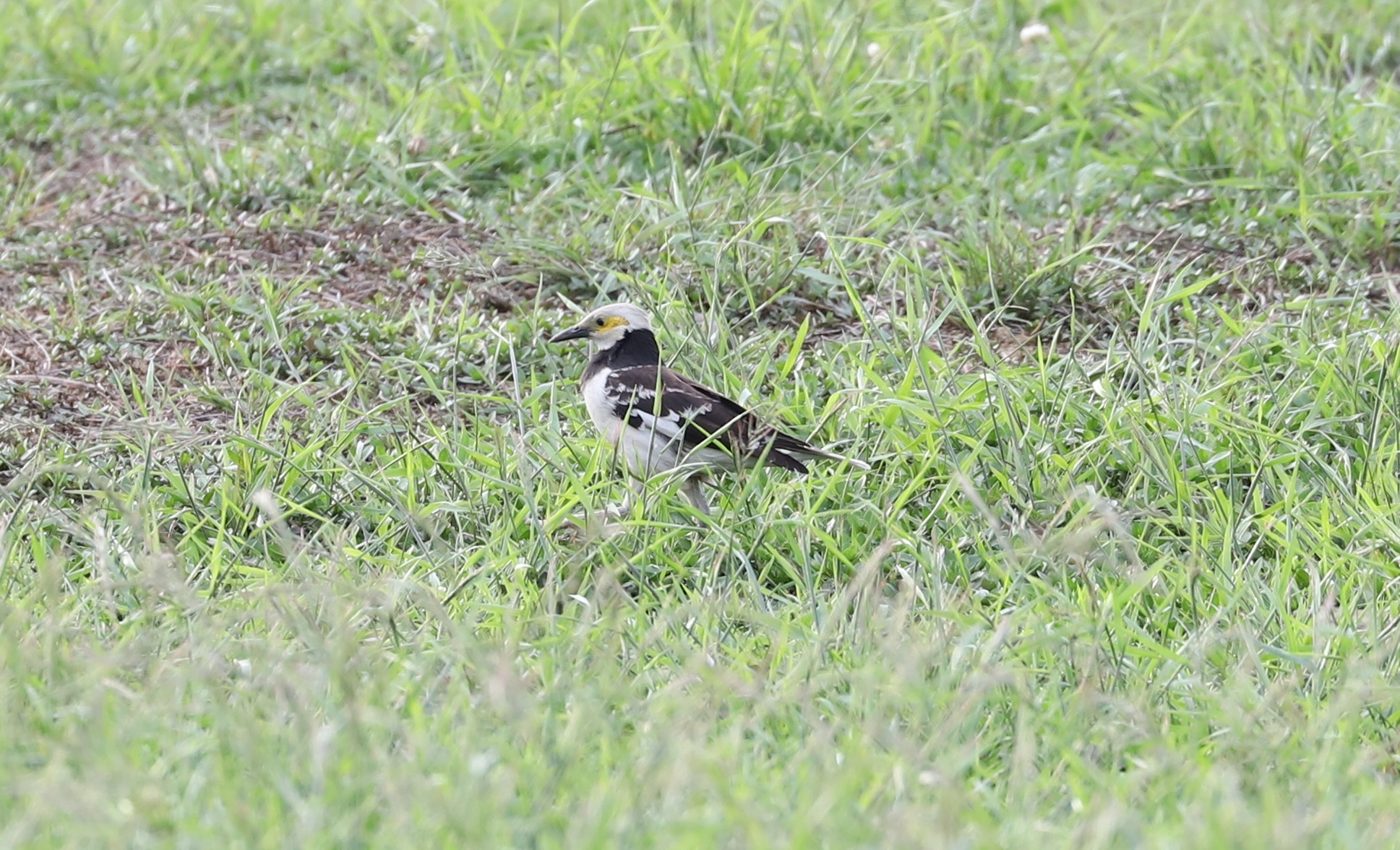 Black-collared Starling
