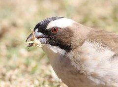 White-Browed Sparrow-Weaver photo 1