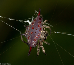 Gasteracantha diardi