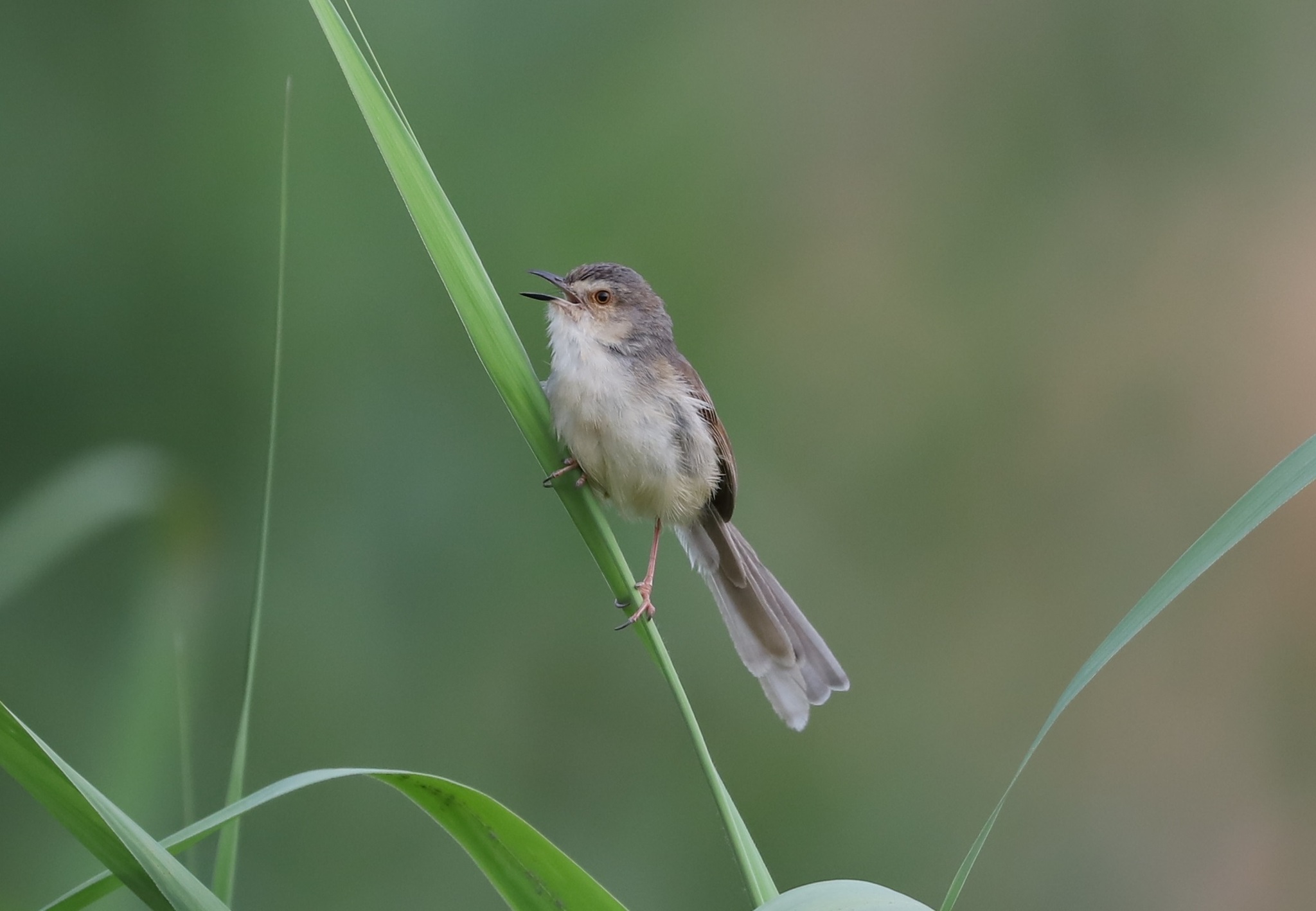 Plain Prinia