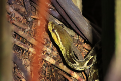 Xenodon rabdocephalus image