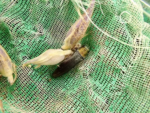 Agrilus tazoei
