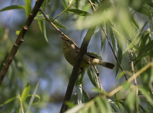 Tickell's Leaf Warbler (Phylloscopus affinis), photo 7