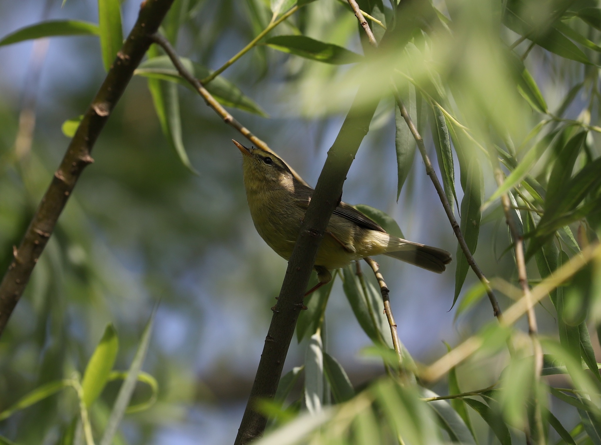 Tickell's Leaf Warbler