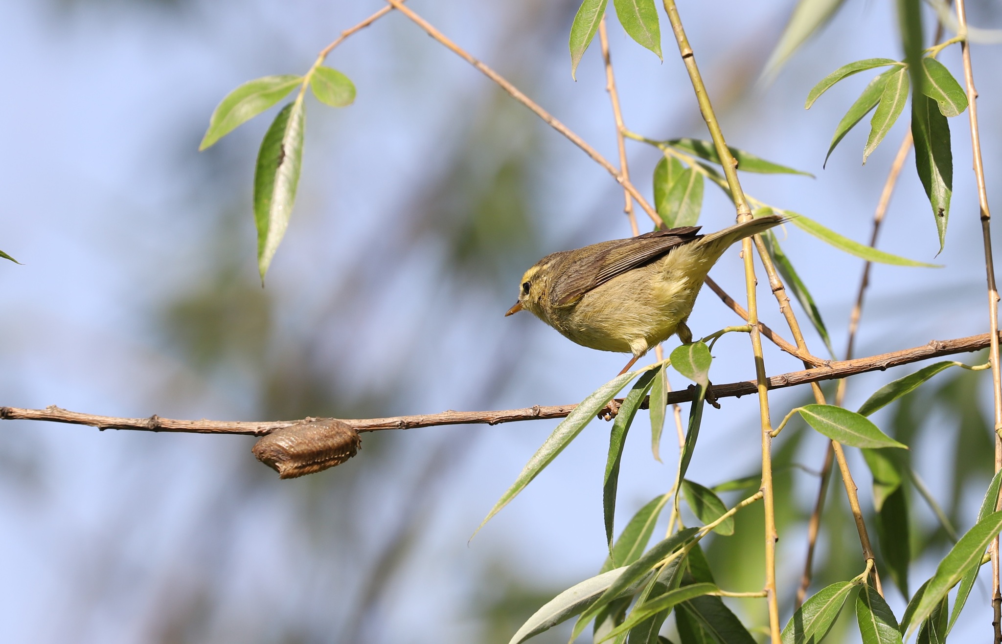 Tickell's Leaf Warbler