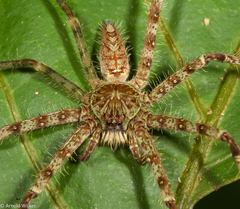 Heteropoda boiei