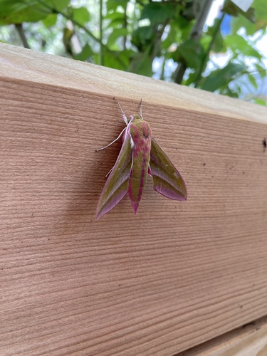 Deilephila elpenor