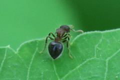 Meranoplus bicolor