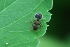 Meranoplus bicolor