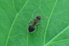 Meranoplus bicolor