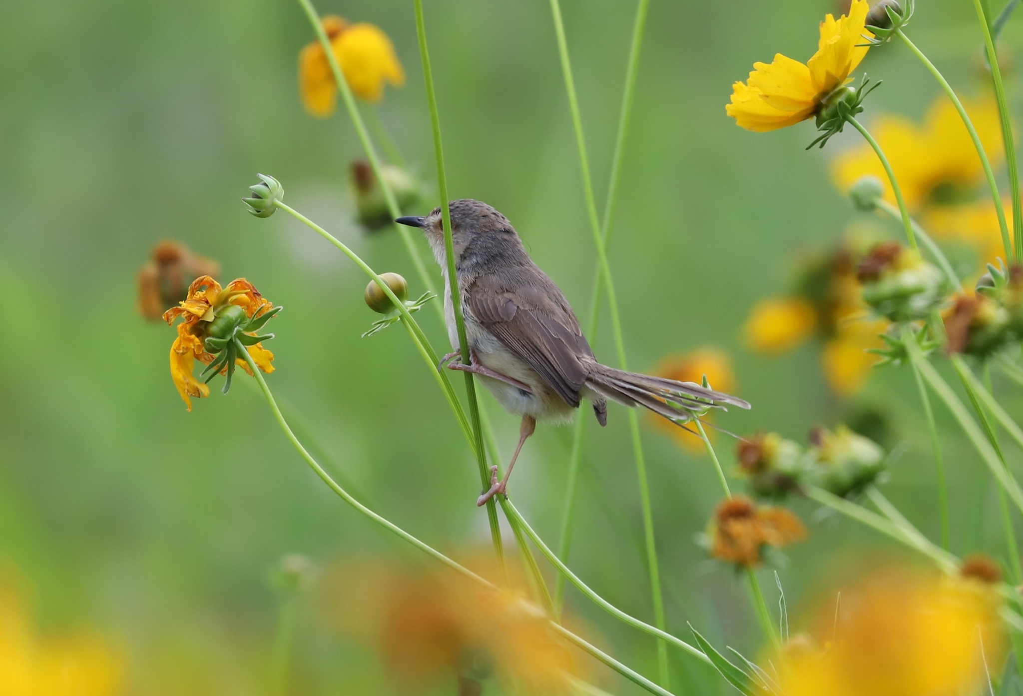 Plain Prinia