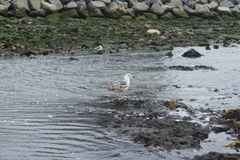 Larus dominicanus