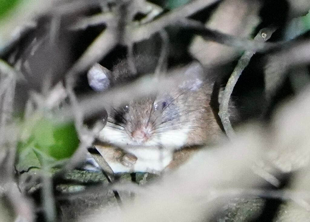 Montane African Climbing Mouse