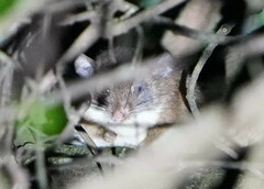 Montane African Climbing Mouse photo 1