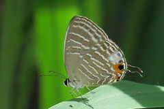 Jamides celeno aelianus