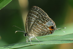 Jamides celeno aelianus