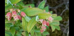 Vaccinium myrtilloides image