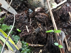 Dactylanthus taylorii