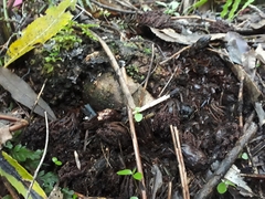 Dactylanthus taylorii