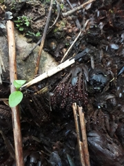 Dactylanthus taylorii