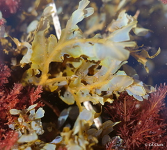 Dictyopteris undulata