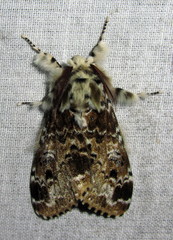 Calliteara complicata