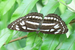 Phaedyma columella singa