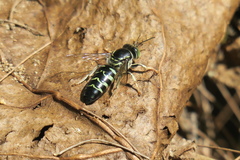 Bembix melancholica
