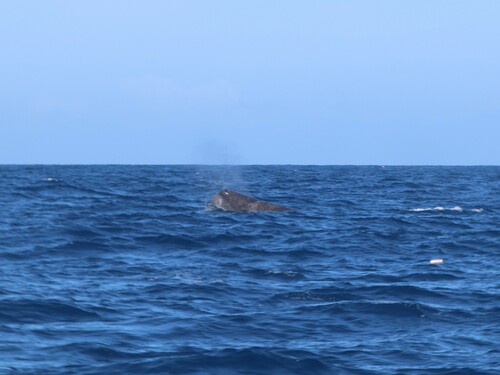 Sperm whale