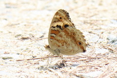 Junonia orithya wallacei