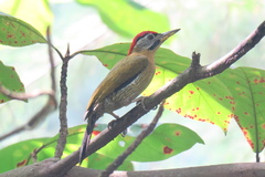 Picus vittatus