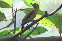 Picus vittatus