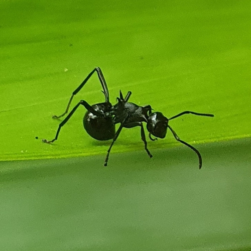 Polyrhachis arachne