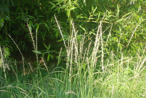 Elymus racemifer iNat (2)